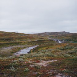 Bleak