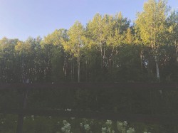 hidden backyards and old friends