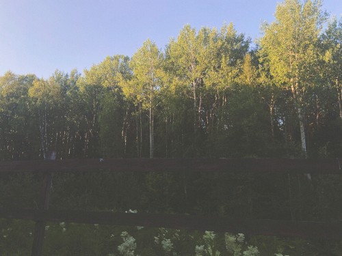 hidden backyards and old friends