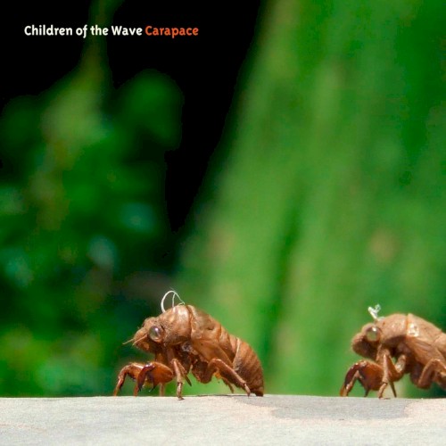 Carapace