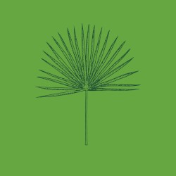 Wind Blown (The Sabal’s Last Word)