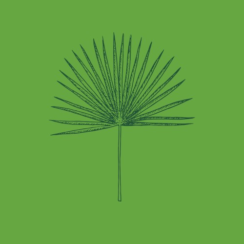 Wind Blown (The Sabal’s Last Word)