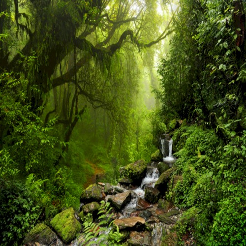 Jungle Resonance II