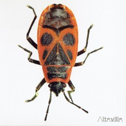 Altavilla