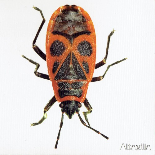 Altavilla