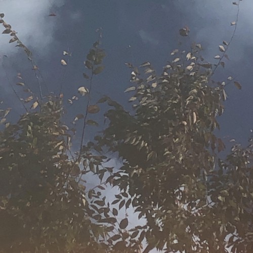あざやか (Trees) -Live Recordings-