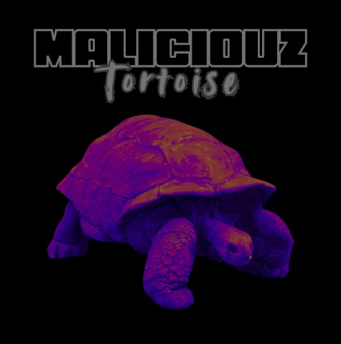 Tortoise