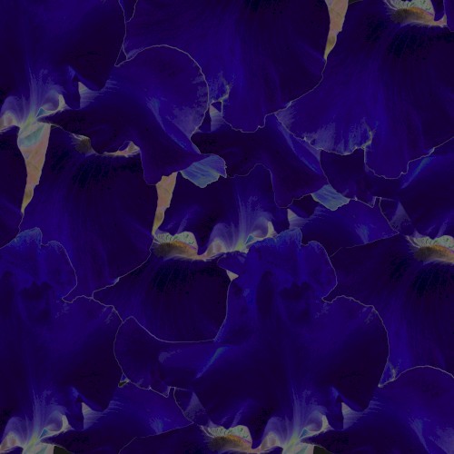 Iris