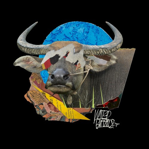 Water Buffalos