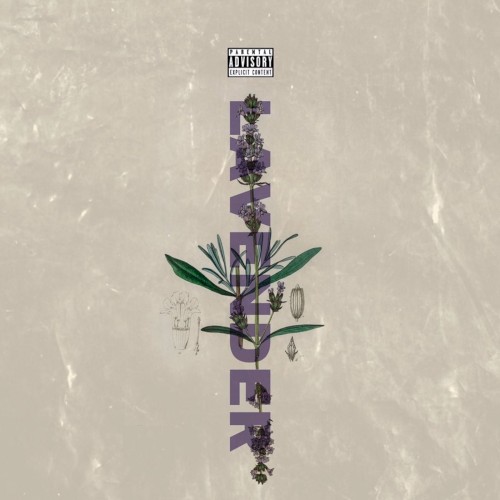 Lavender
