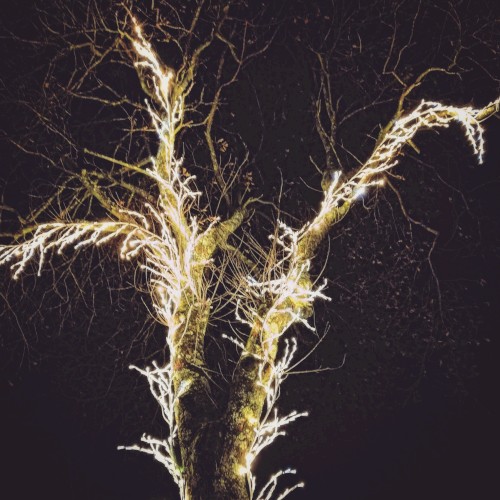 Empyrean (Birdpen "Monks of Kendal Mix")