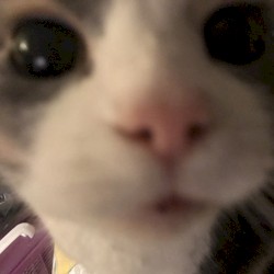A cat made this