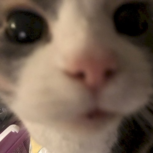 A cat made this
