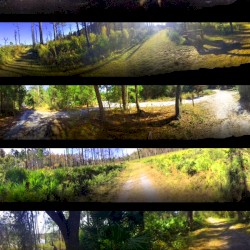 Local Forest