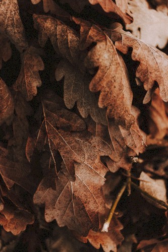 FOREST WAVES