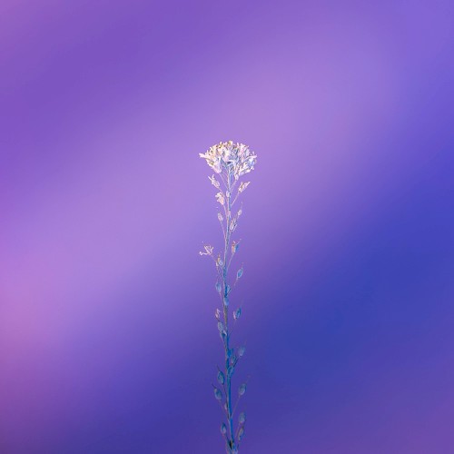 Wildflower