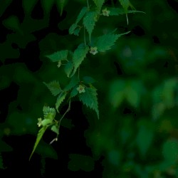 Izu Ambient 034