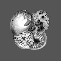 Fruits