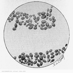 Saccharomyces