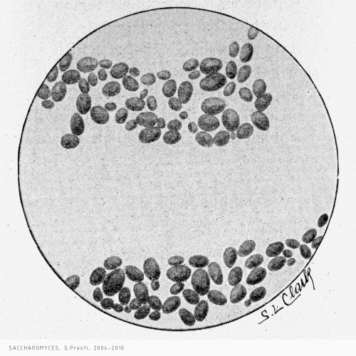 Saccharomyces