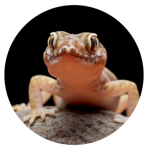 Gecko