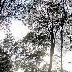 through scattered light