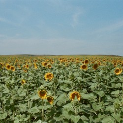 Sunny