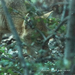 Animal