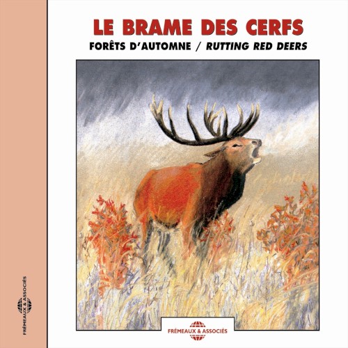 Le Brame des cerfs / Rutting Red Deers