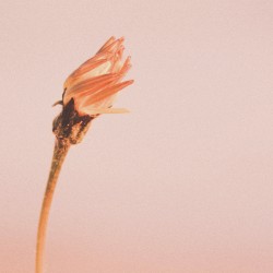 The Things We’ve Said and Done