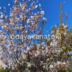 odayakanatoki
