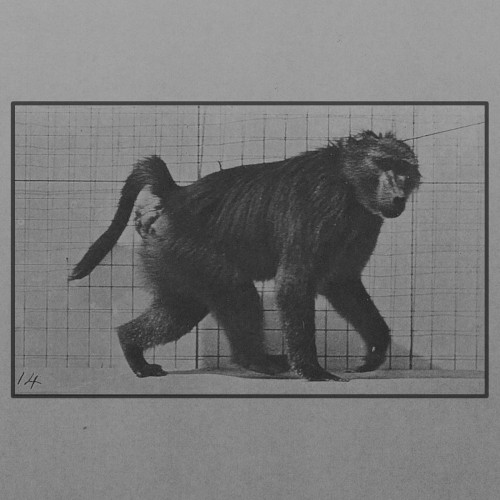 Baboon Walking on All Fours