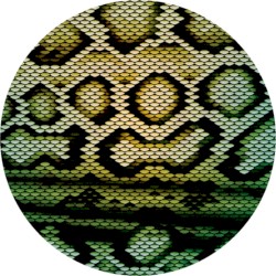 Boomslang
