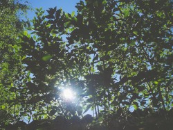 summerhouse green leaves