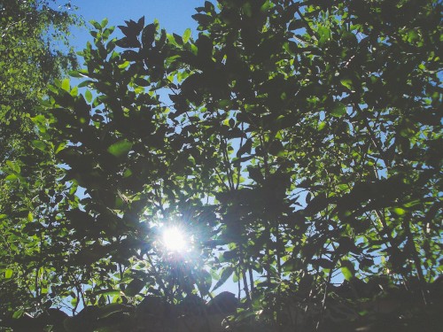 summerhouse green leaves