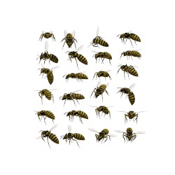 🐝