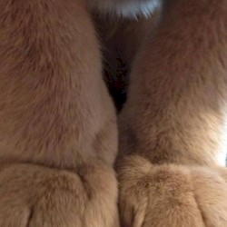 Whiskerbiscuit