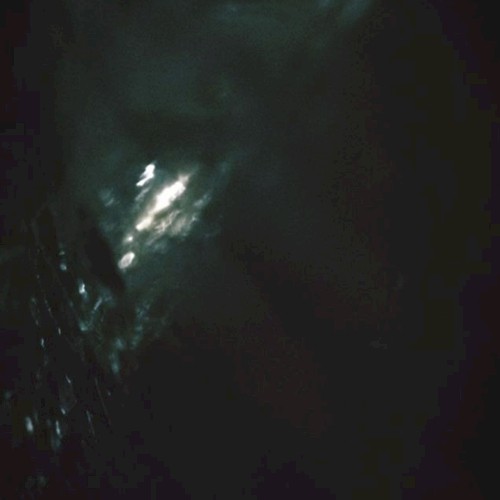 Dark Wood, Dark Water