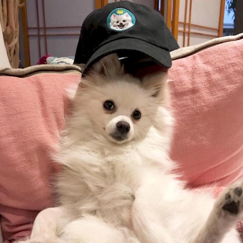 Who Let the Dogs In?