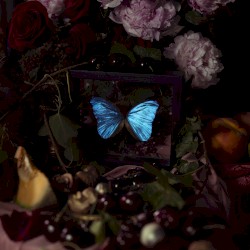 Morpho Menelaus