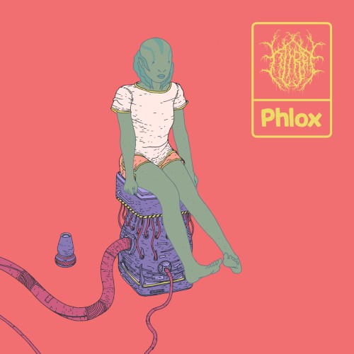Phlox