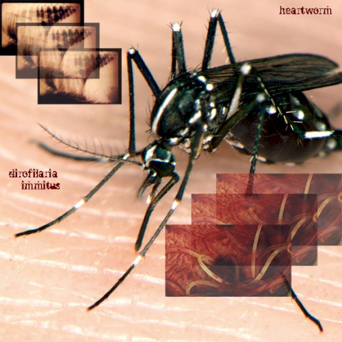 Dirofilaria Immitus