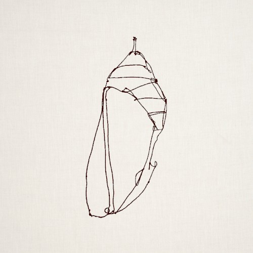Chrysalis