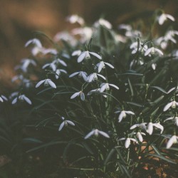 Spring Flowers