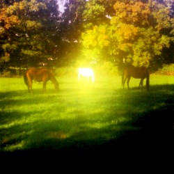 Trees, Chants and Hollers
