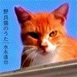 野良猫のうた