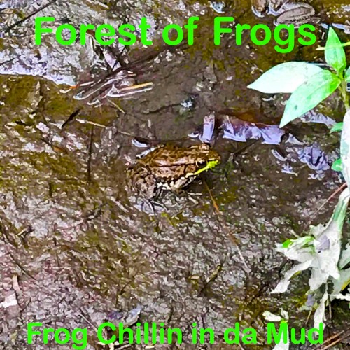 Frog Chillin in da Mud