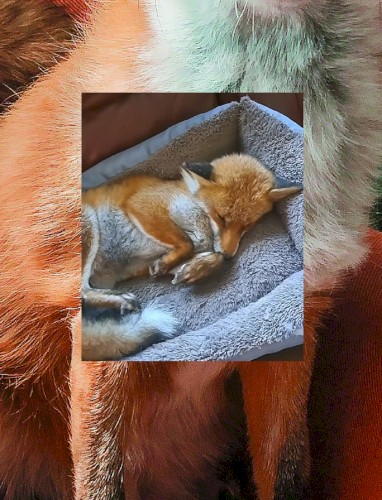 New Year Fox Friend :)