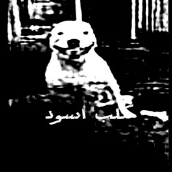 كلب اسود