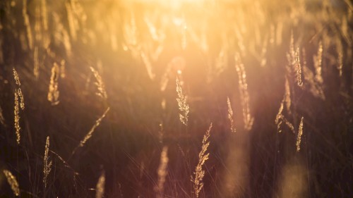 In the New Year’s Sun